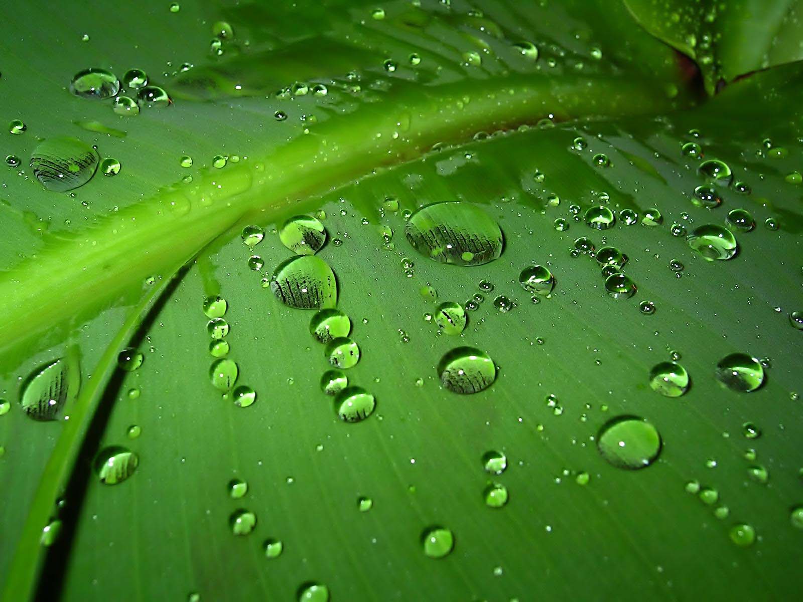 green2